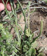 Image of Senecio paniculatus Berg.