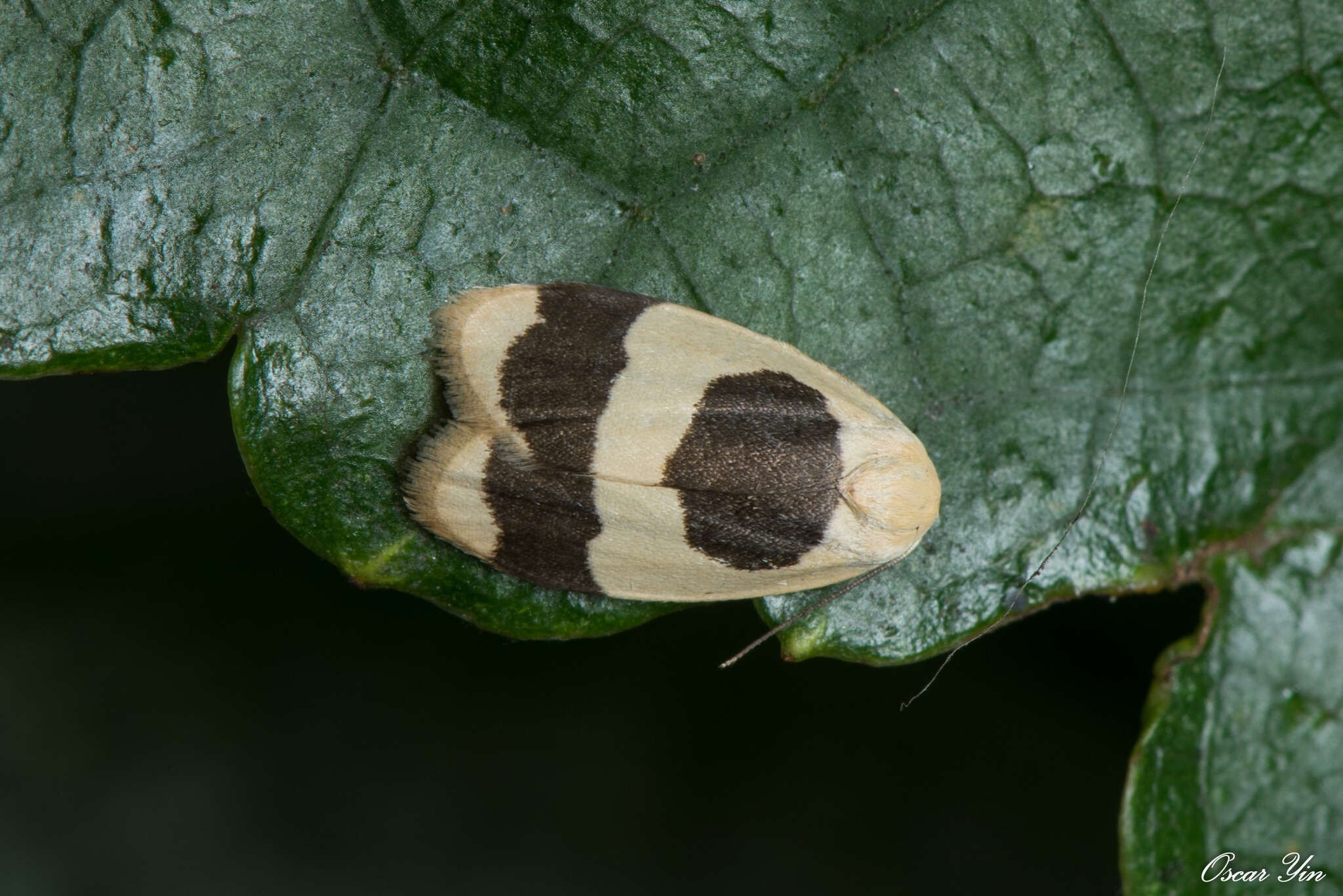 Image of Garudinia bimaculata Rothschild 1912