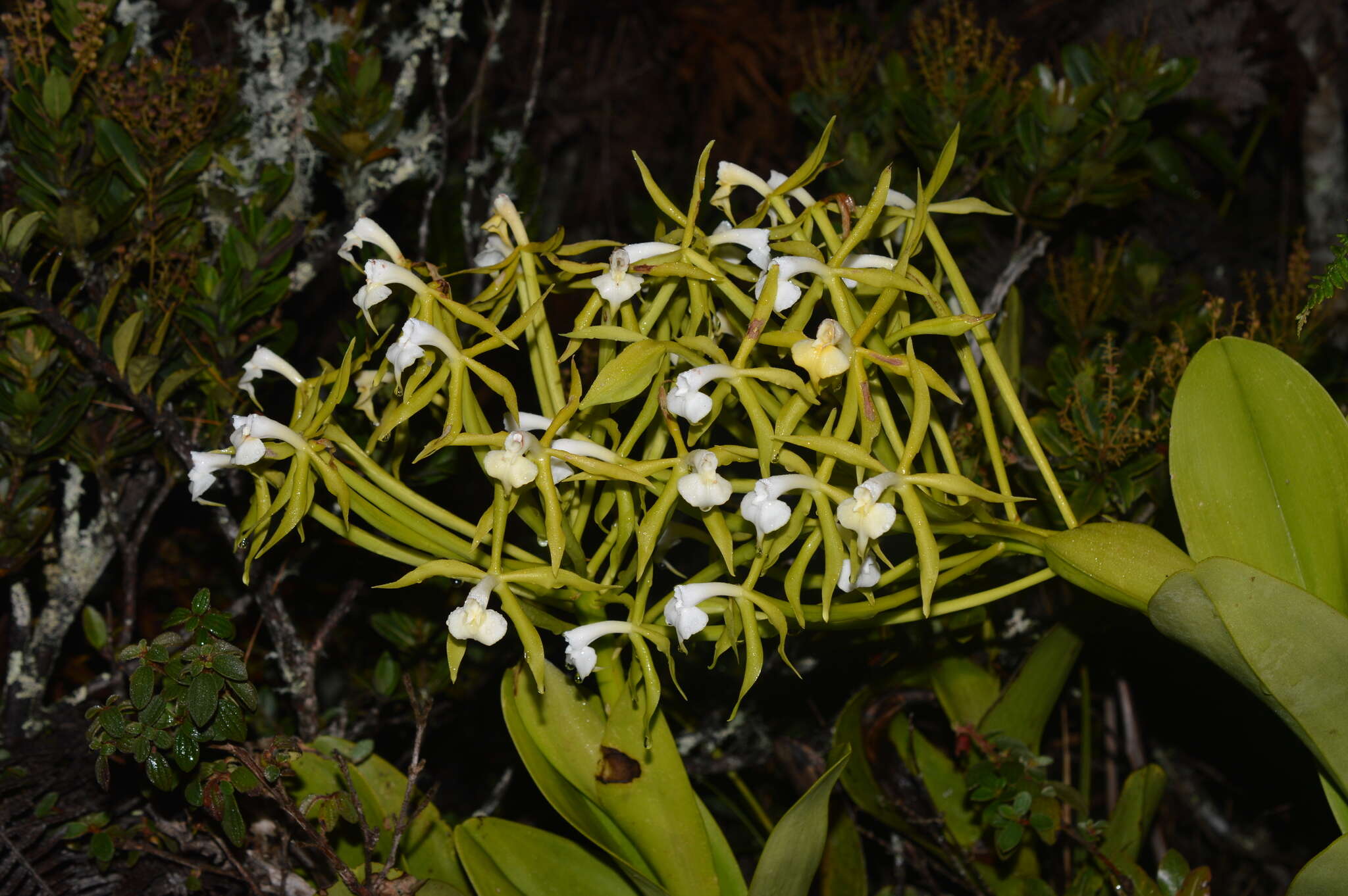 Image of Epidendrum lacustre Lindl.