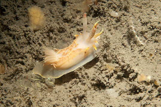 Image of yellow skirt slug