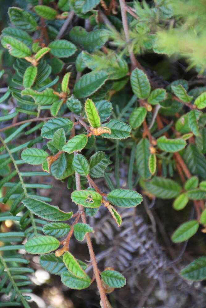 Image of Pomaderris prunifolia var. edgerleyi (Hook. fil.) L. B. Moore