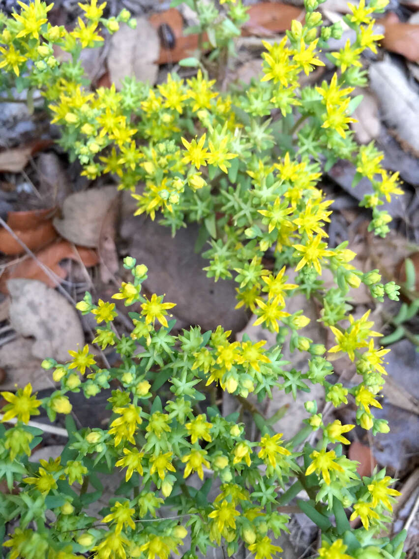 Imagem de Sedum nuttalianum Rafin.