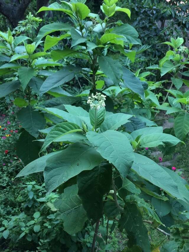 Plancia ëd Solanum hazenii Britton