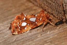 Image de Callopistria cordata Ljung. 1825