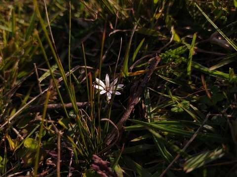 Sivun Chaptalia piloselloides (Vahl) Baker kuva