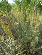 Слика од Veronica austriaca subsp. jacquinii (Baumg.) Eb. Fischer