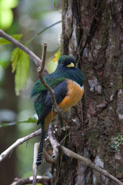 Image of Collared Trogon