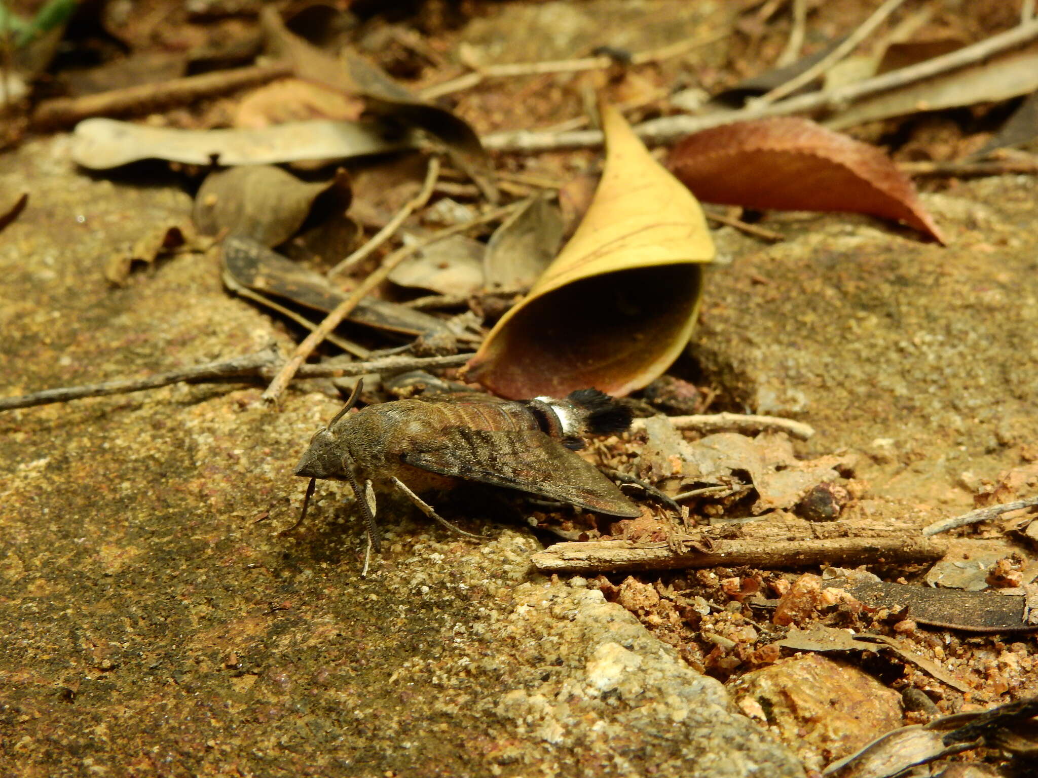 Image of Macroglossum gyrans Walker 1856