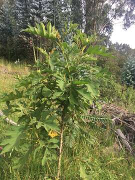 Image of Solanum stellatiglandulosum Bitler