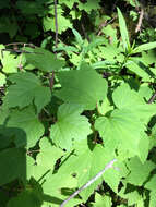 Viburnum opulus var. americanum (P. Mill.) Ait. resmi