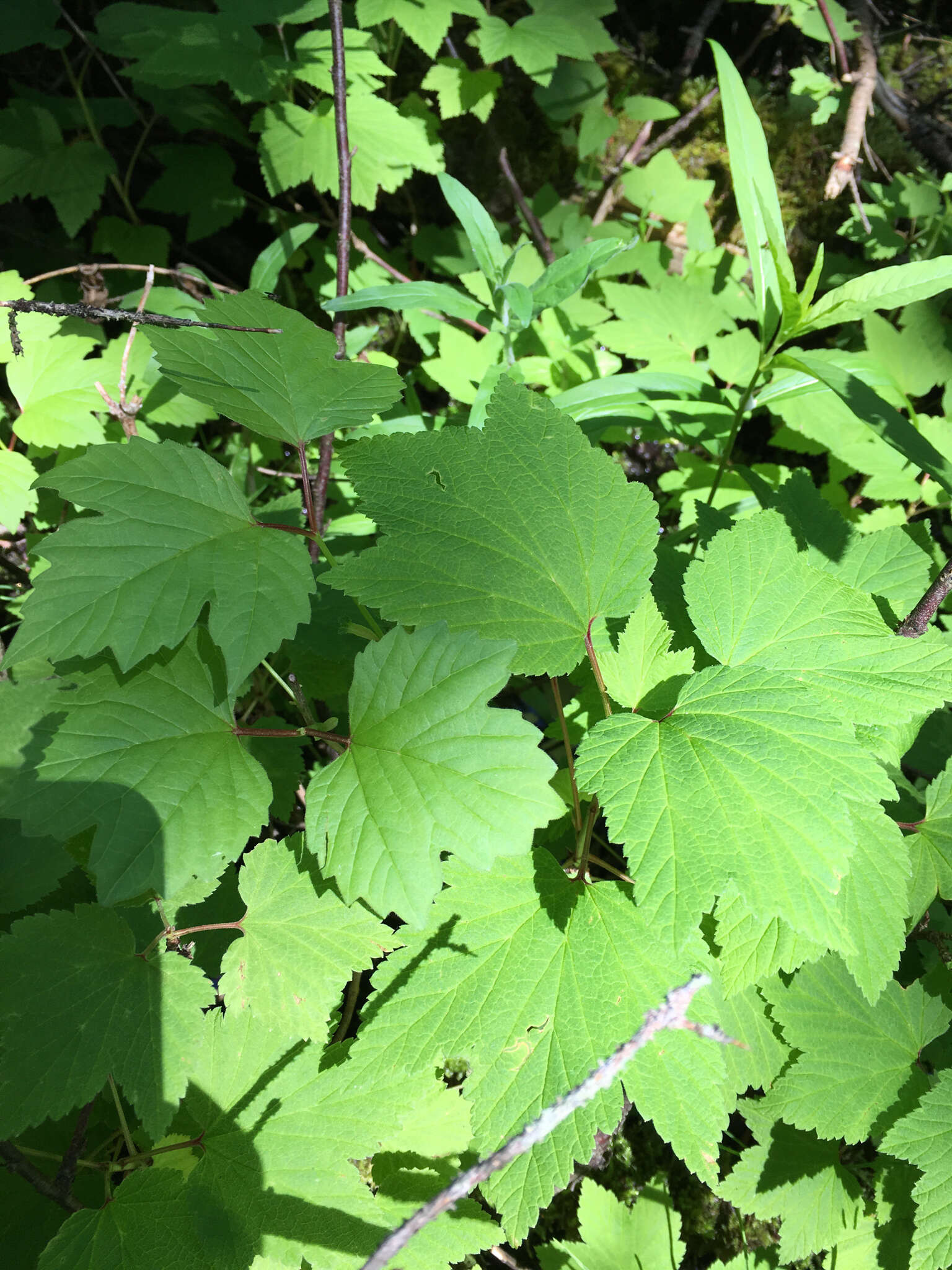 Viburnum opulus var. americanum (P. Mill.) Ait. resmi