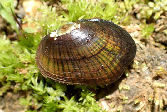 Image de Venustaconcha constricta (Conrad 1838)