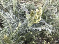 Imagem de Astragalus drummondii Dougl.