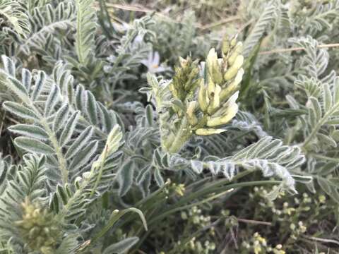 Image of Drummond's milkvetch