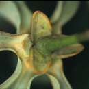 Image of Guatteria ramiflora (D. R. Simpson) Erkens & Maas