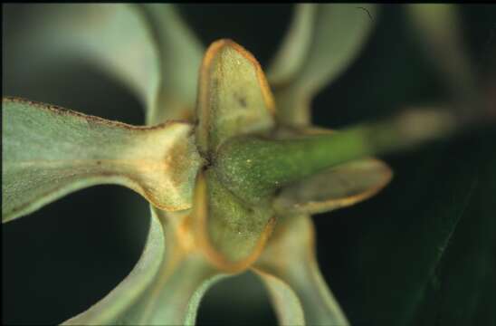 Image of Guatteria ramiflora (D. R. Simpson) Erkens & Maas