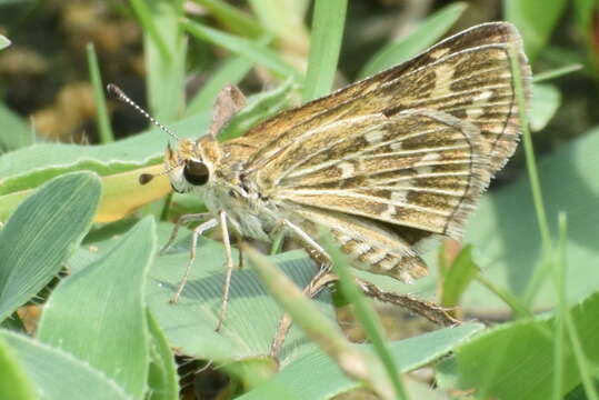 Image of Grey-veined Grass Dart