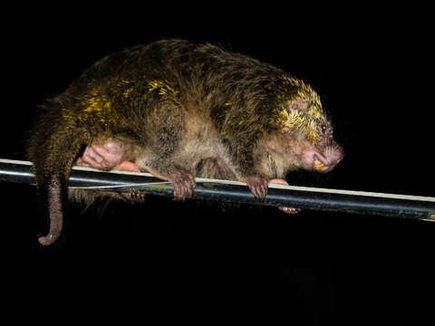 Image of Paraguaian Hairy Dwarf Porcupine