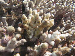 Image de Porites compressa Dana 1846