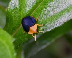 Sivun Stoiba flavicollis (Klug 1829) kuva