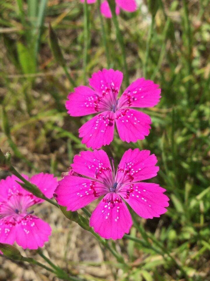 Слика од Dianthus deltoides L.