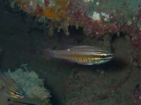 Image of Moluccan cardinalfish