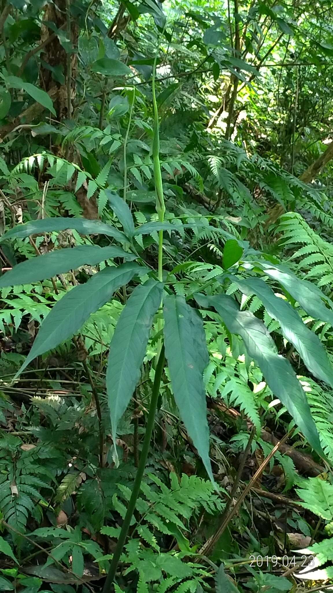 Sivun Arisaema heterophyllum Blume kuva