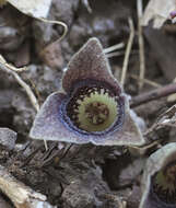 Image of Asarum kurosawae Sugimoto