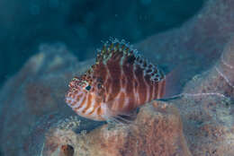 Image of Blotched Hawkfish