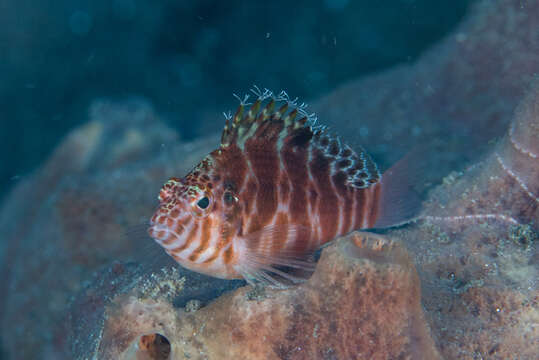 Image of Blotched Hawkfish