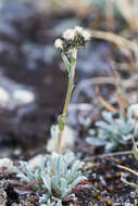 Antennaria friesiana (Trautv.) Ekman resmi