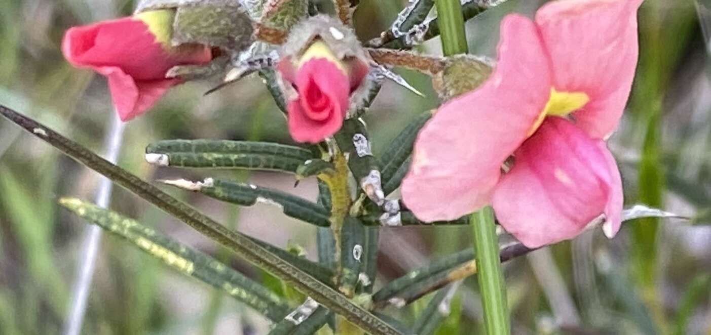 Image of Chorizema aciculare (DC.) A. W. Hill