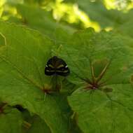 Image of Ricania obliqua (Walker 1851)