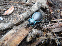 Carabus (Oreocarabus) guadarramus La Ferté-Sénectère 1847 resmi