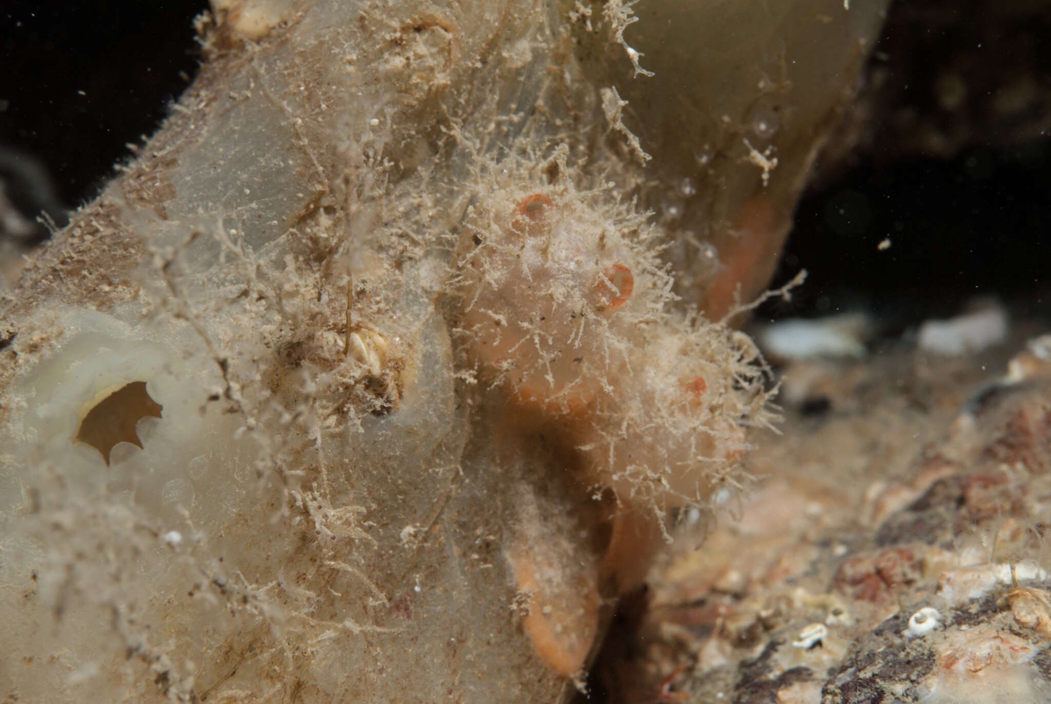 Image of cactus sea squirt