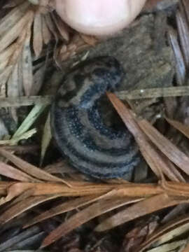 Image of Limax Linnaeus 1758