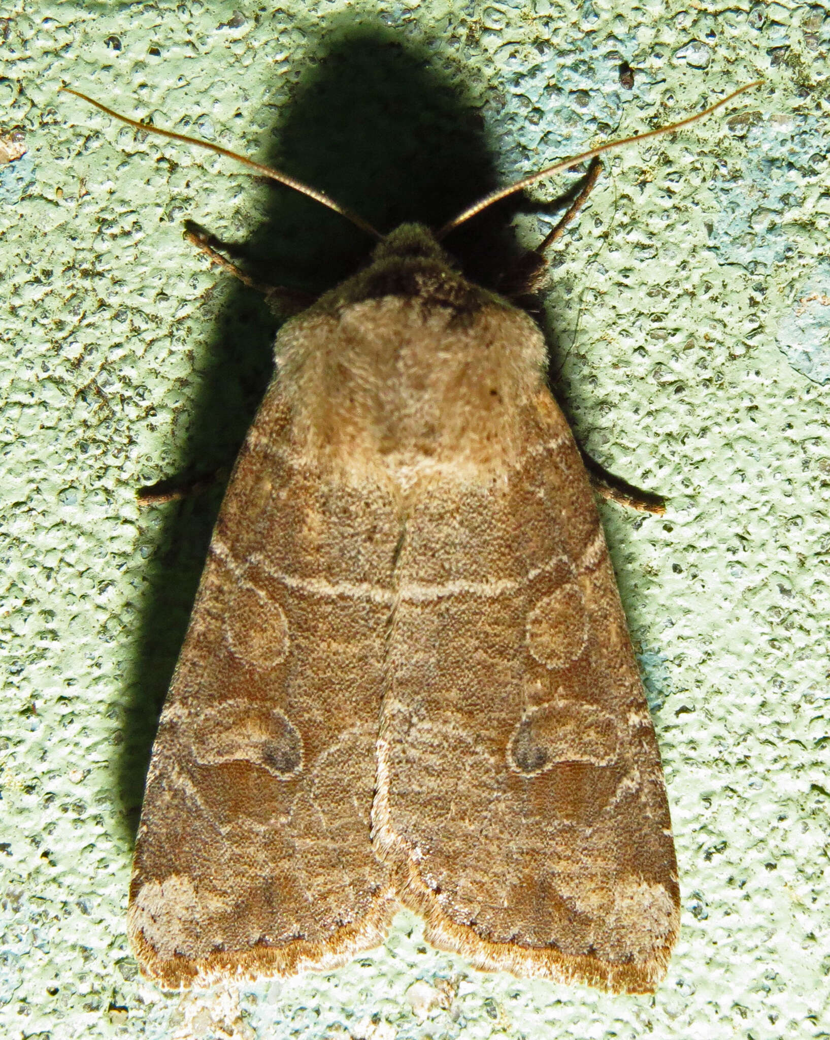 Image of Crocigrapha