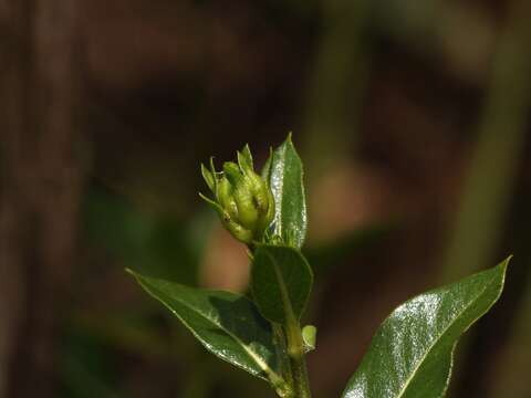 صورة Flourensia monticola M. O. Dillon