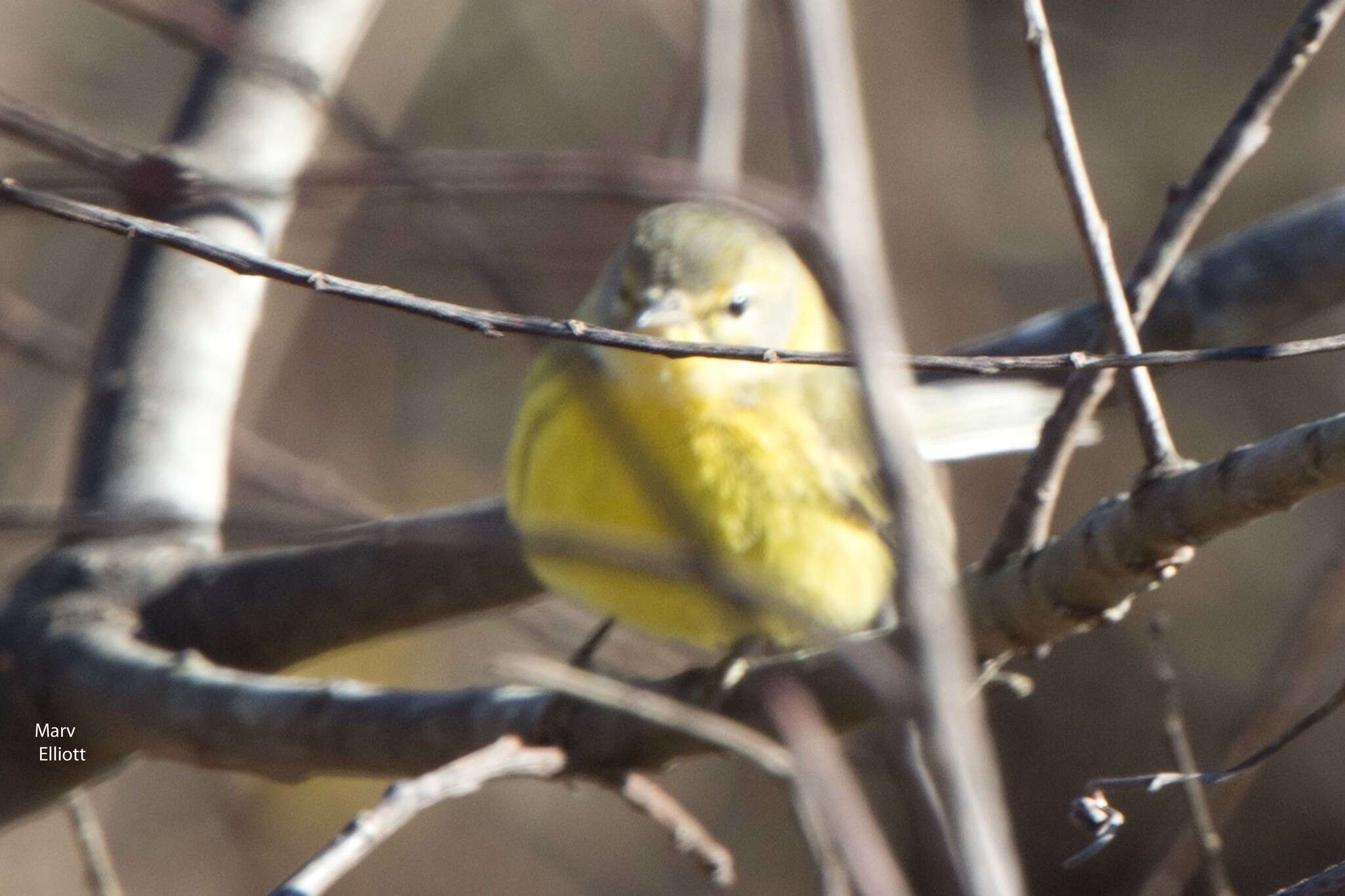 Image of Prairie Warbler