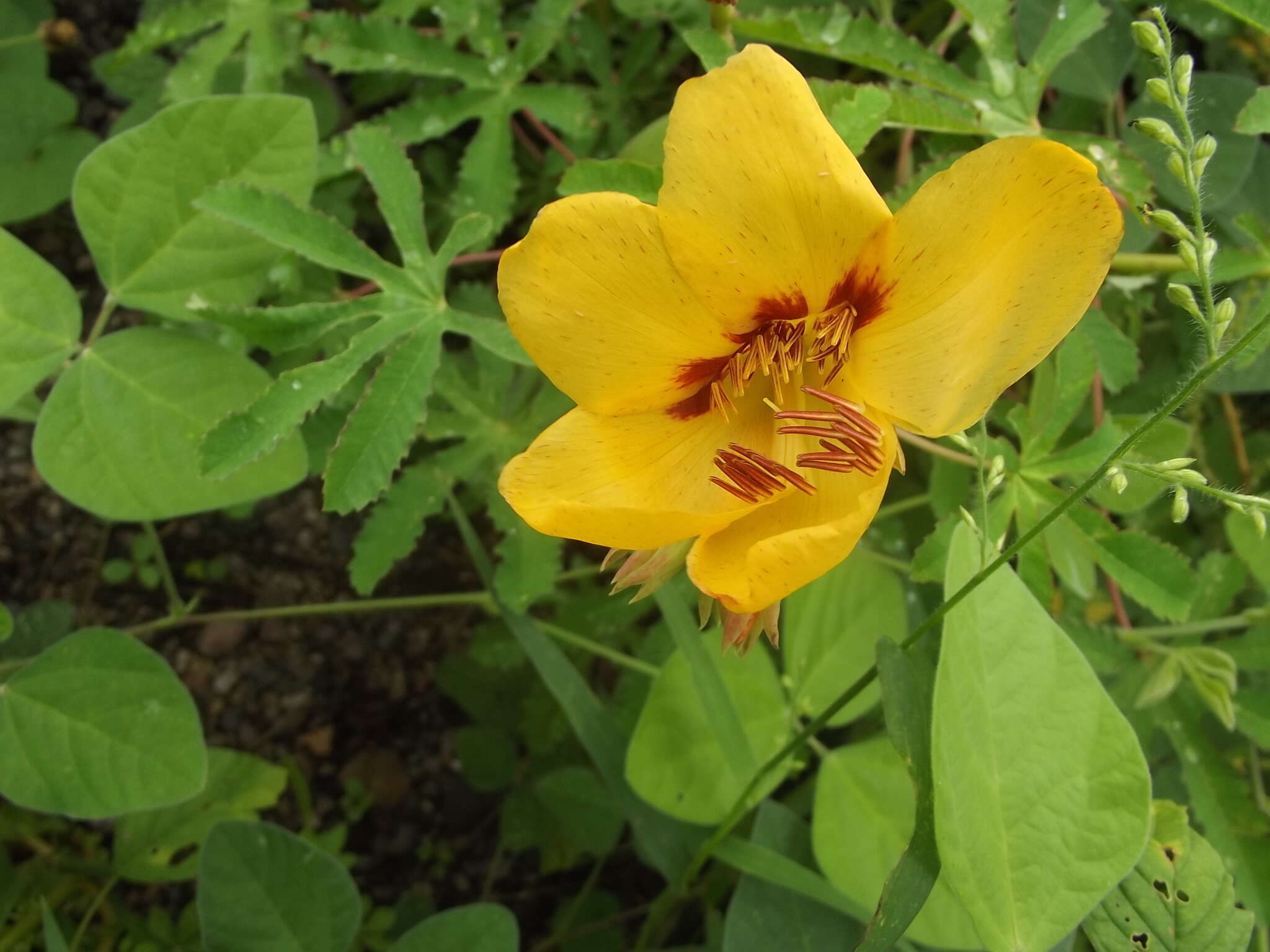 Imagem de Cochlospermum palmatifidum (Moc. & Sessé ex DC.) Byng & Christenh.