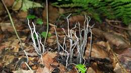 Imagem de Xylaria magnoliae J. D. Rogers 1979