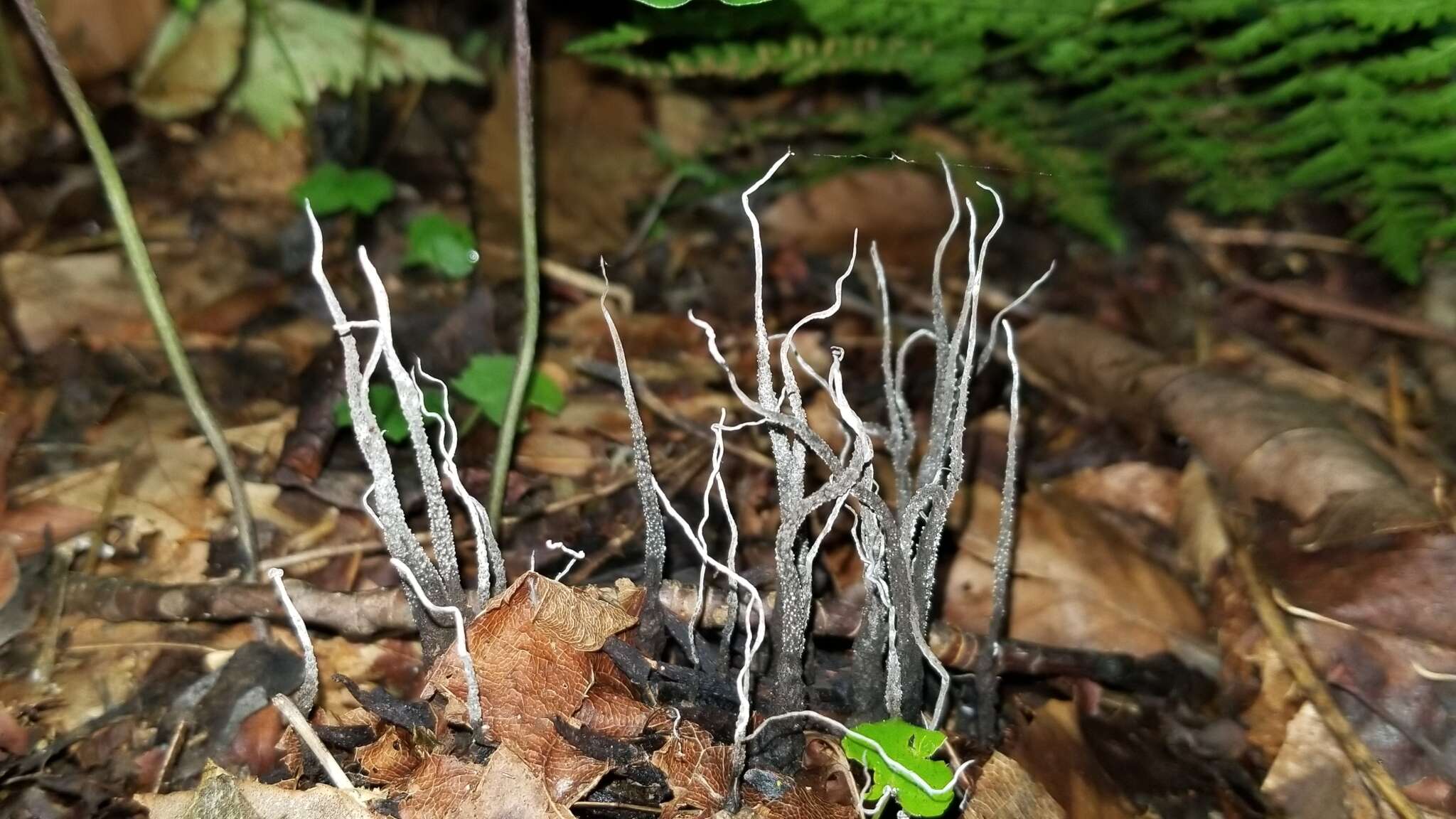 Image of Xylaria magnoliae J. D. Rogers 1979