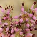 Image of Erica paucifolia subsp. paucifolia