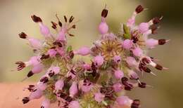 Image of Erica paucifolia subsp. paucifolia