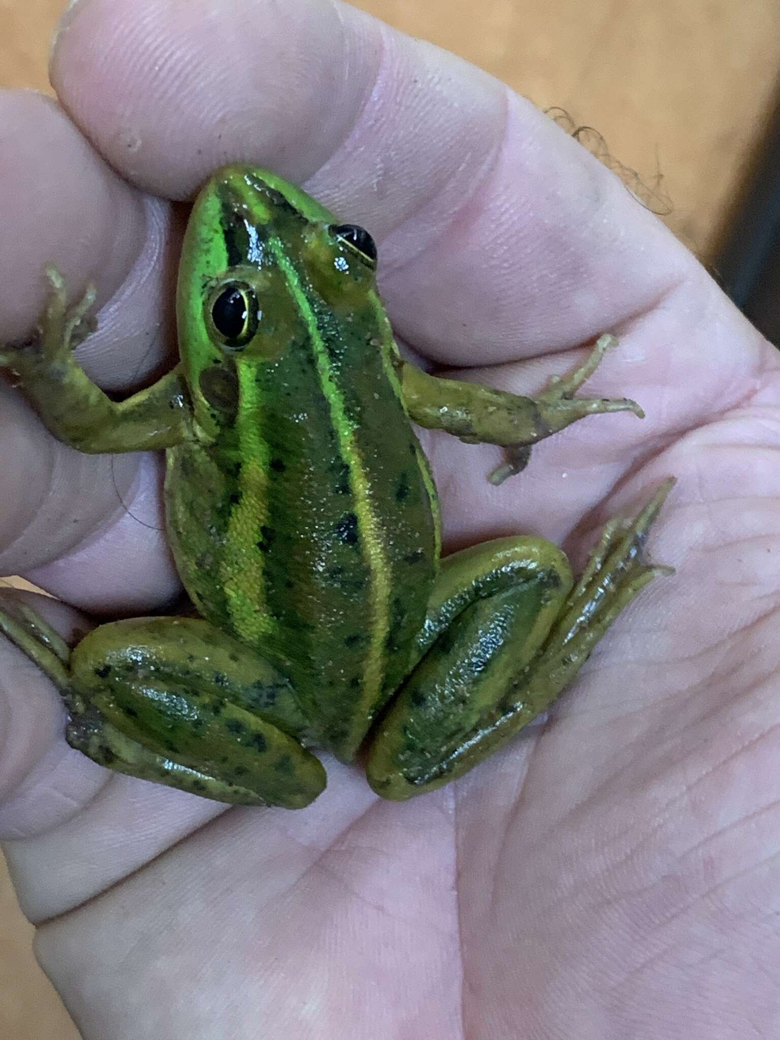 Image of Dahl’s Aquatic Frog