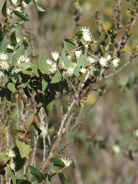 Image of Hakea ferruginea Sweet