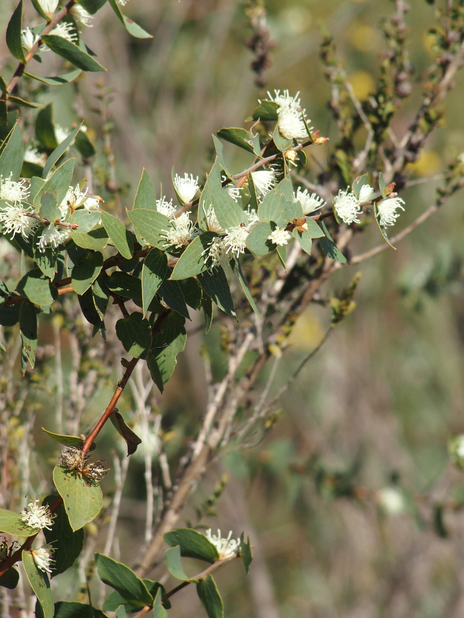 Image of Hakea ferruginea Sweet