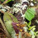 Image of Acianthera geminicaulina (Ames) Pridgeon & M. W. Chase