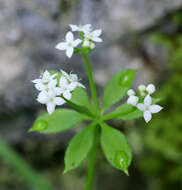 Galium japonicum Makino resmi