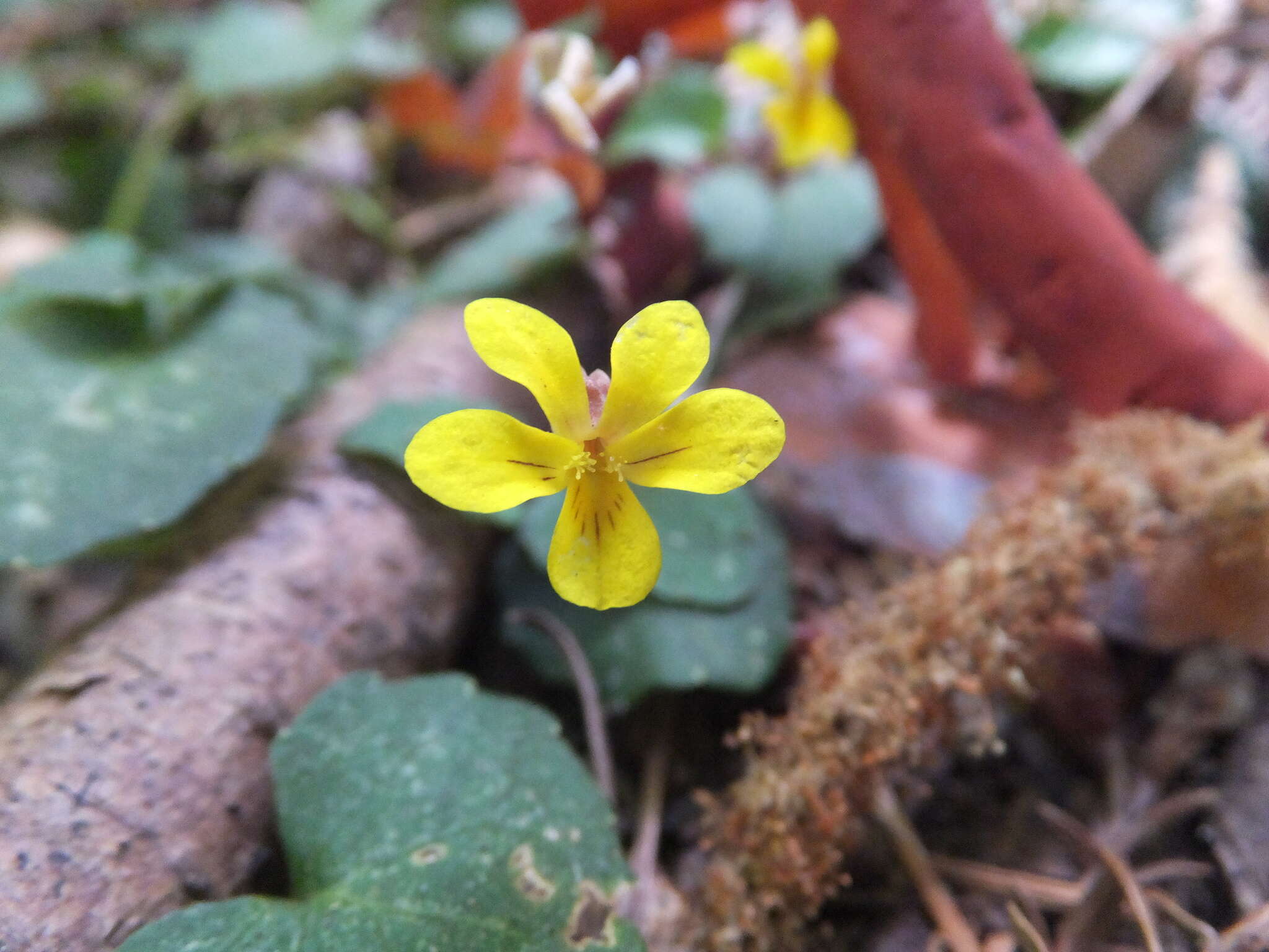 Image of Evergreen Violet